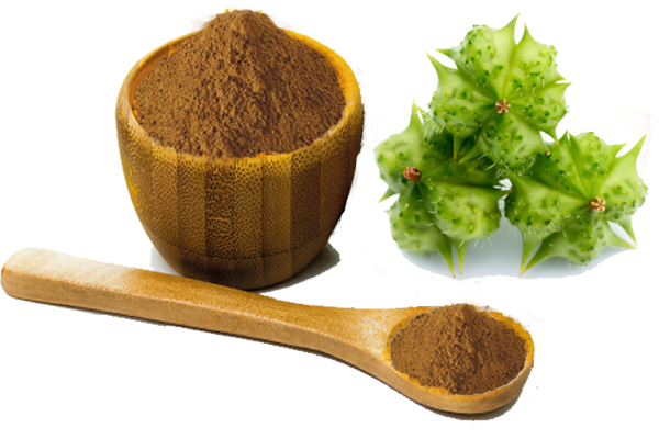 Tribulus Terrestris Extract in bulk